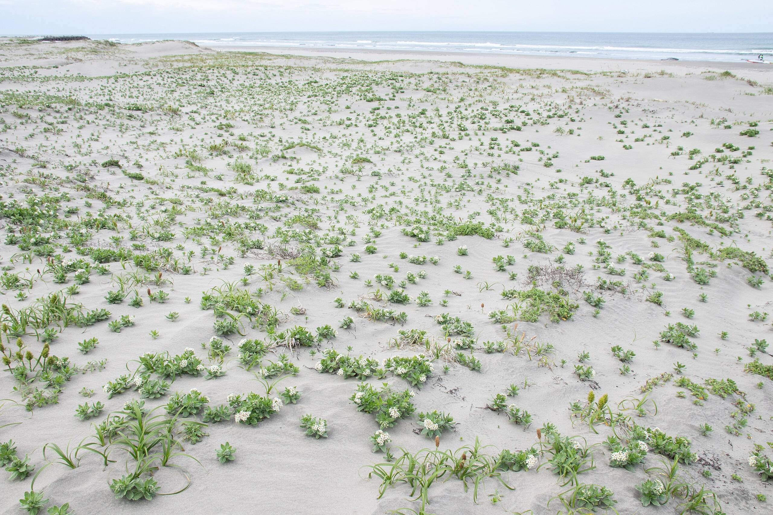 🏖️ 하사키 해안 사구식물공원 (하사키카이간 사큐쇼쿠부츠코엔) 이미지 1
